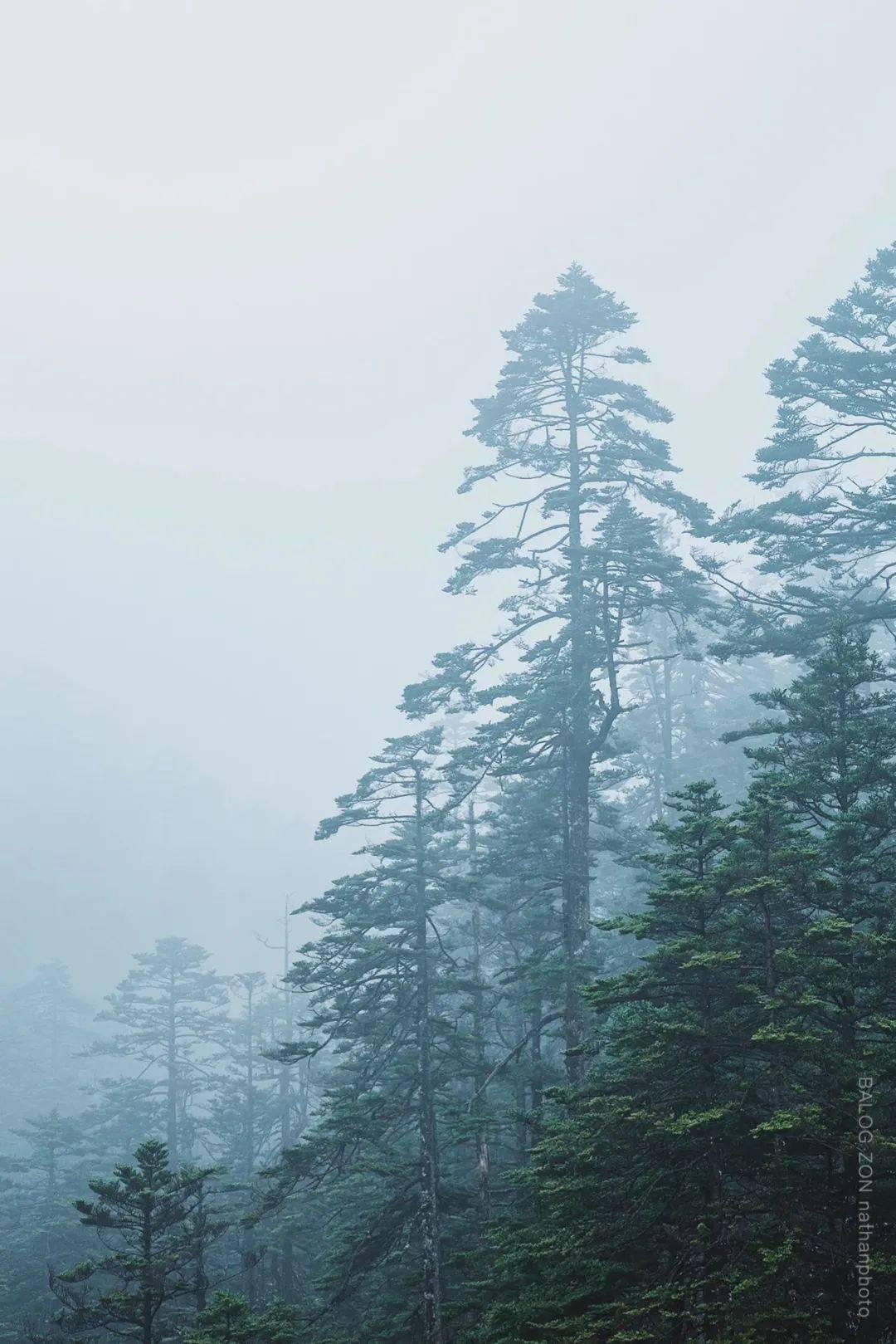 沪江开心词场